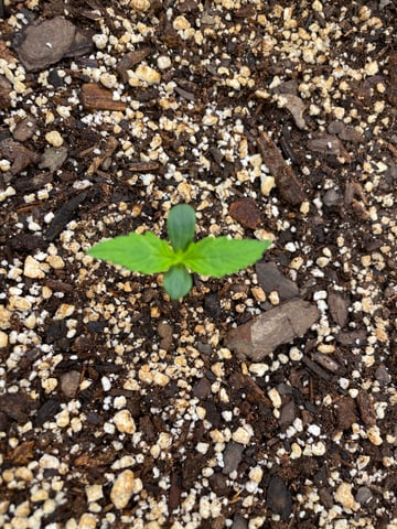 Banana Kush Auto Seed Supreme — seedling_rooting, day 9