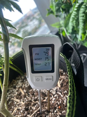 Royal Highness — flower, day 119