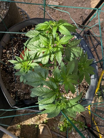 October Start — vegetative, day 56