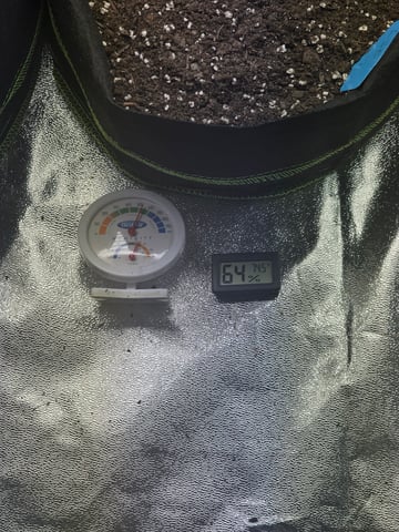 2nd Autoflower Indoor Grow — germination, day 4