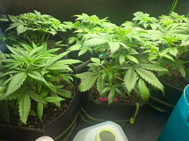 2nd Autoflower Indoor Grow — vegetative, day 29