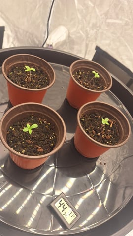 Bloodhounds Fang — seedling_rooting, day 2