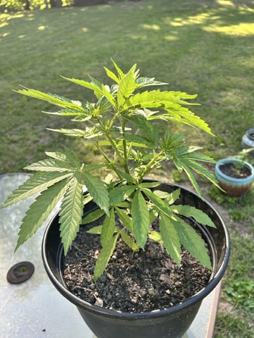 2026 Outdoor — vegetative, day 41