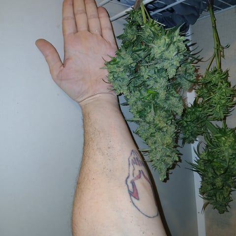 run #3 — harvest, day 113