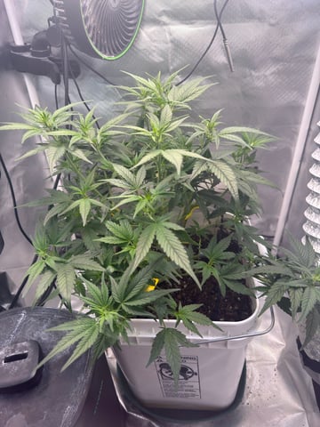 Key Lime Pie — vegetative, day 35