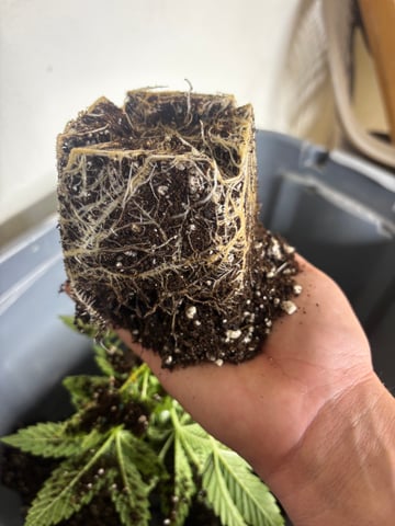 PKB remix/PotG — vegetative, day 46