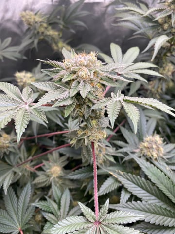 E Grow  — flower, day 40