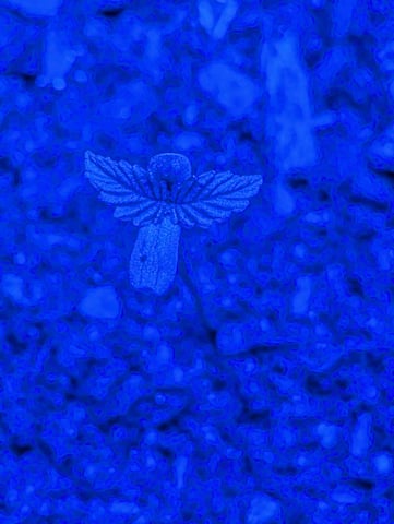 Sir Larry & Lady June — seedling_rooting, day 1