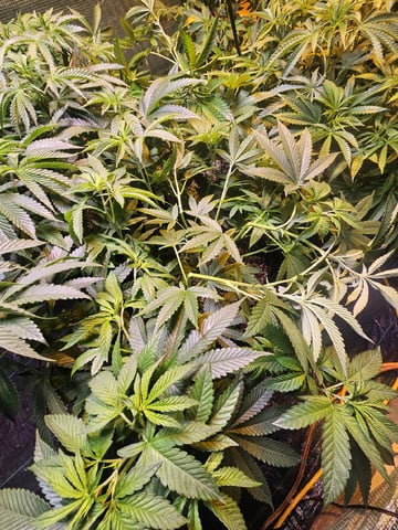 Sour Headies/OGBX1 — vegetative, day 5