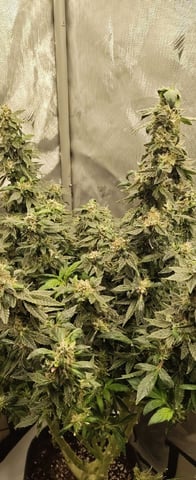 Last girls got kicked. — flower, day 159