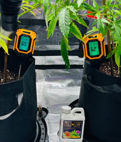 Am inside — vegetative, day 16