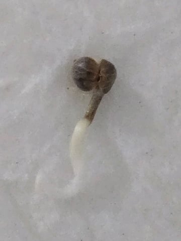 BABY SISTER — germination, day 4