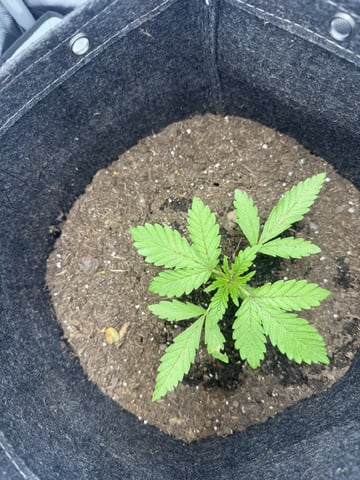 Random Seed — vegetative, day 13
