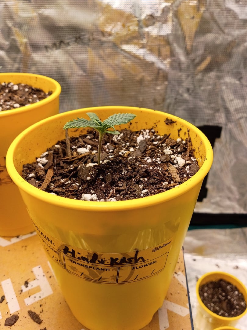 First Grow