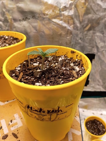 First Grow