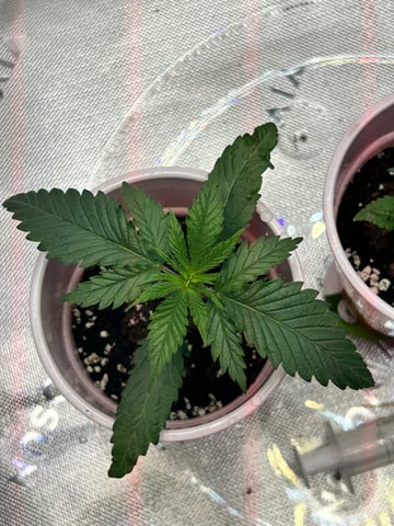 First Ever Grow GT — seedling_rooting, day 17