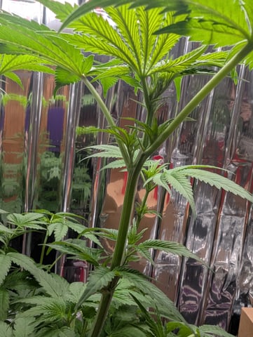 B E A utiful  — flower, day 58