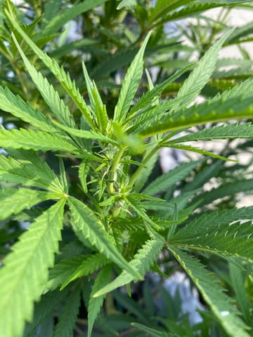 widows’ mimosa f1 — flower, day 88