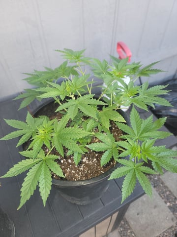 Ghetto Growing — grow_setup, day 22