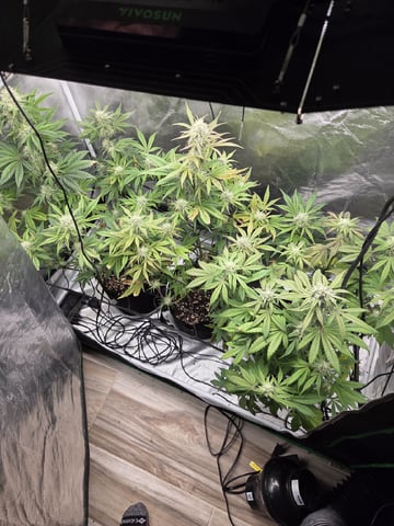 Autoflower NIGHT OWL — flower, day 9