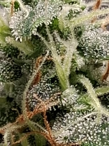 Blackberry Moonrocks Auto & Purple Tropicana Cookies Auto — flower, day 55