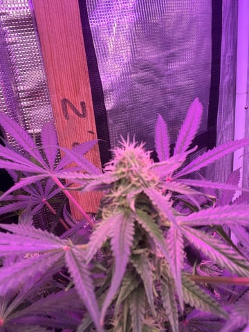 Milky Way F1 — flower, day 66