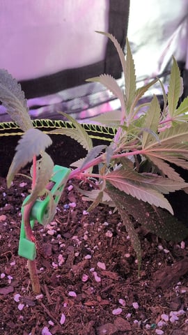 Dolly — vegetative, day 8