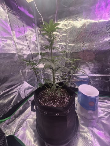 I'll get it right — flower, day 96