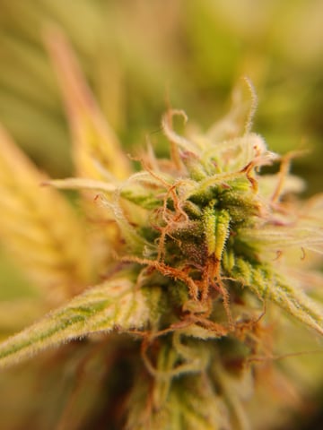 Auto Mystery 4  — flower, day 26