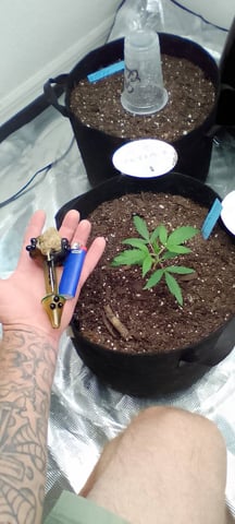 Seedman mix auto & seedman mix auto & GodFather OG — seedling_rooting, day 15