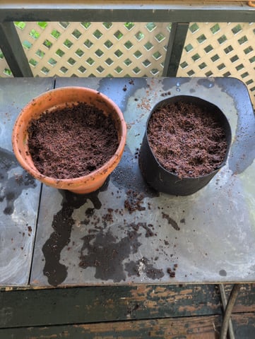 Trying Again  — grow_setup, day 2