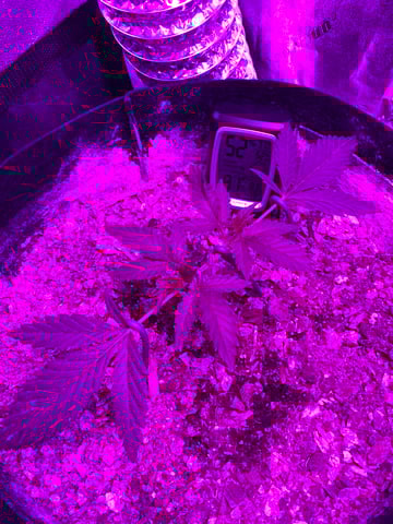 Amnesia Haze (First Ever Grow) — vegetative, day 27