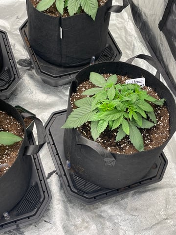 1st Ever Grow (GodFather OG) (Coco) — vegetative, day 25