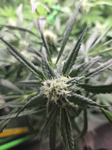 Special Kush#1 and Purple Queen Auto  — flower, day 63