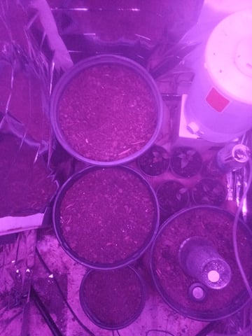 Queen Royal Autoflower  — grow_setup, day 2