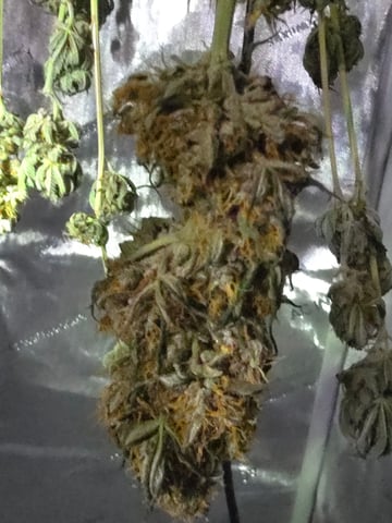 Purple Haze  — harvest, day 95