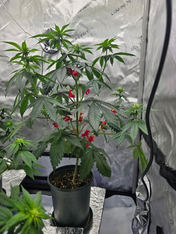 Homegrown - 🍒 🥧 & GSC Auto, 🚀 Seeds 🍌 Buttercups  — flower, day 45