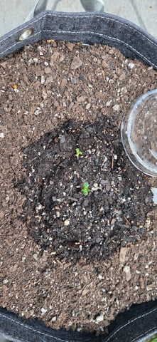 Let's just leave these right here! — germination, day 5
