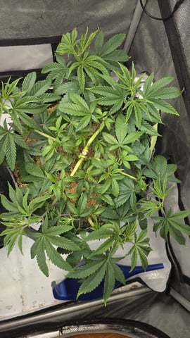 Strawberry Sugar  — vegetative, day 46