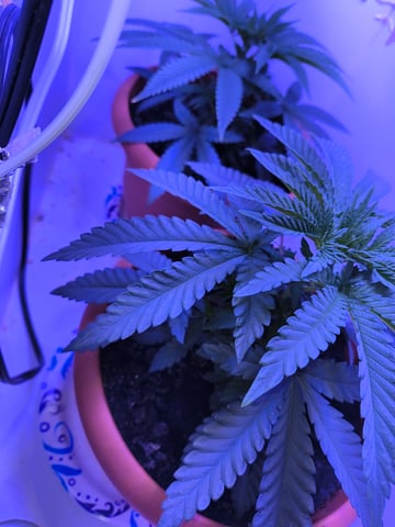 unknown strain 1st grow — vegetative, day 19