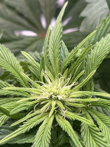 2025-26 harvest INDOOR — flower, day 101