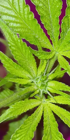 triangle kush  — flower, day 54