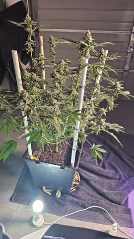 first grow adventure  — harvest, day 99