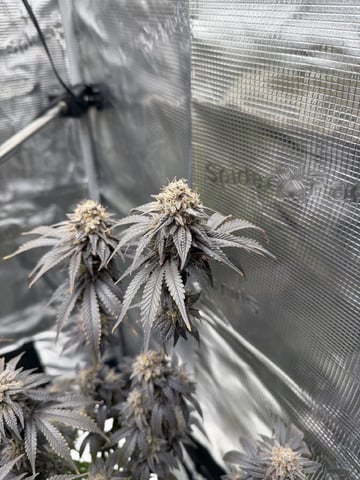  Trying to go big — flower, day 155