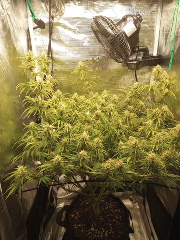 White Widow XXL Auto — flower, day 67