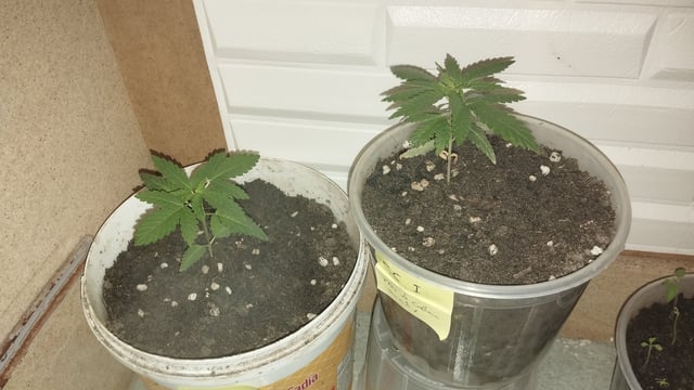 Projeto Seed FC  — seedling_rooting, day 7