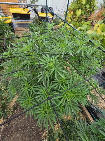 Sour Headies/OGBX1 — vegetative, day 68