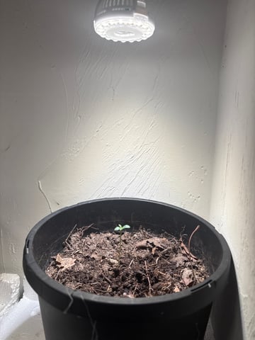 My First Grow — seedling_rooting, day 5