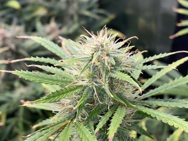 Auto Run #1 2025-2026 — flower, day 79