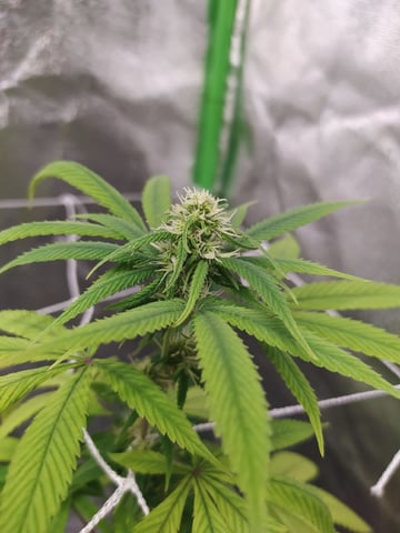 Pren seeds from brazil — flower, day 8